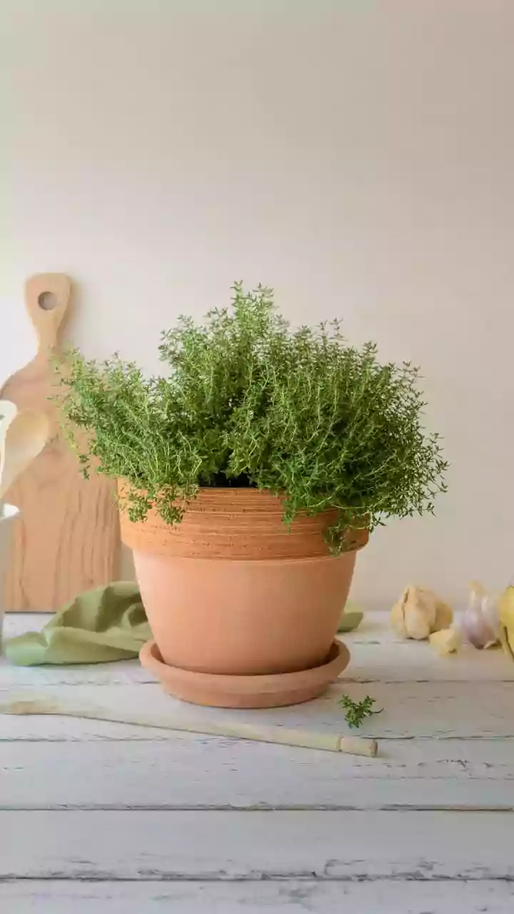 Year-Round Flavor: Grow These 11 Hardy Perennial Herbs for Endless Harvests