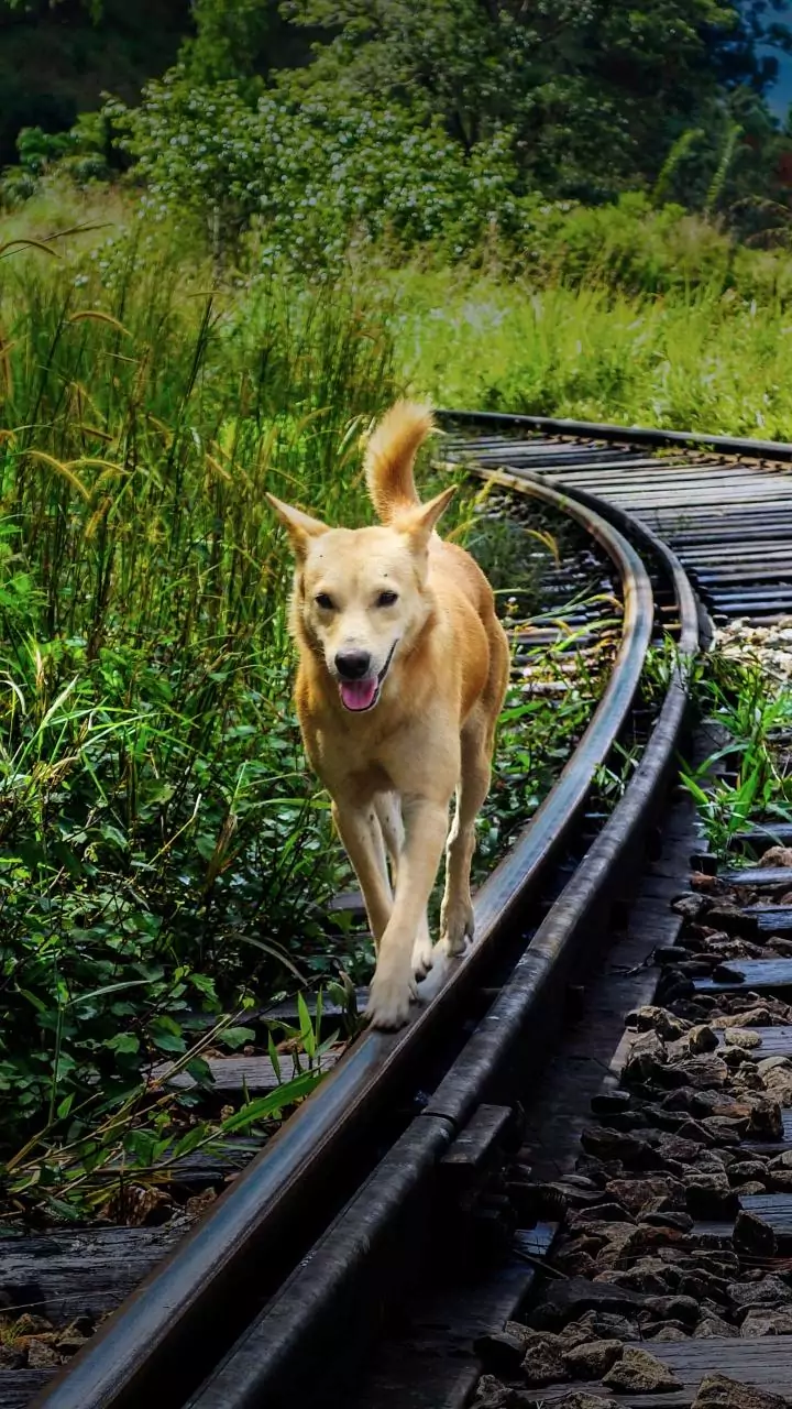 Hyderabad village accused of poisoning 100 stray dogs