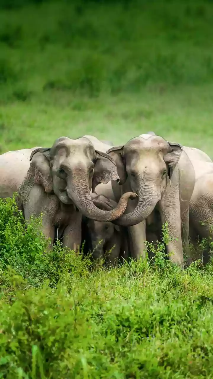 Kolhapur's Madhuri to receive fortnightly checks and female elephant meetups