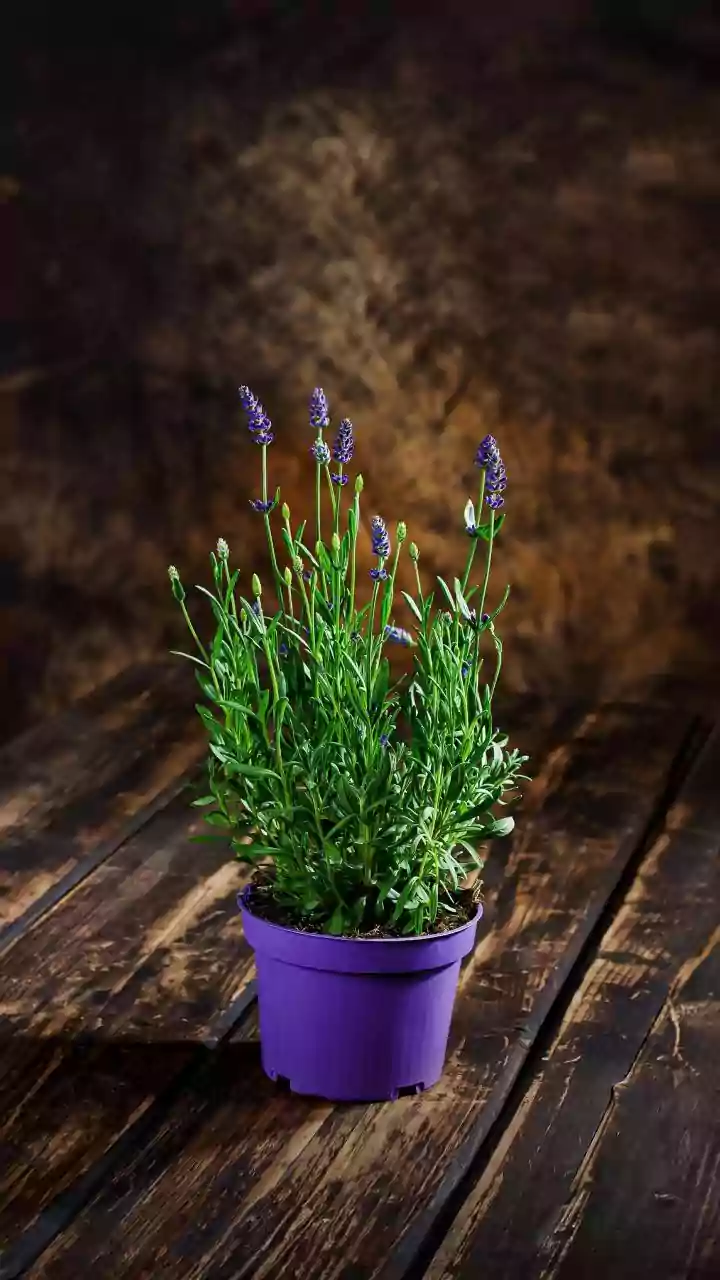 How to grow English lavender indoors