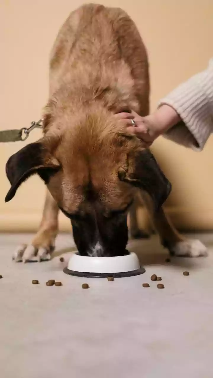 Unlocking Your Pet's Gut Health: Behavior & Aggression