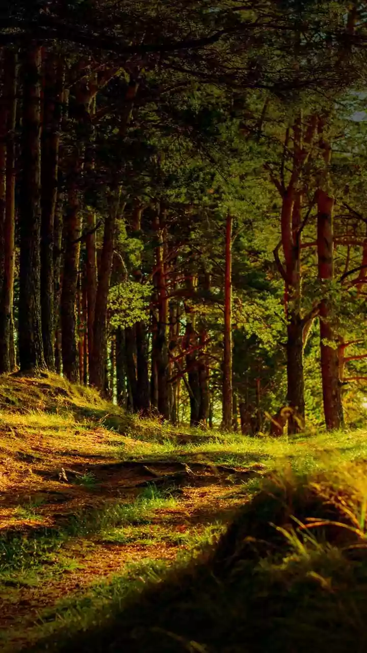 How Uneven Rainfall Could Affect Tree Growth Across India's Forest Regions