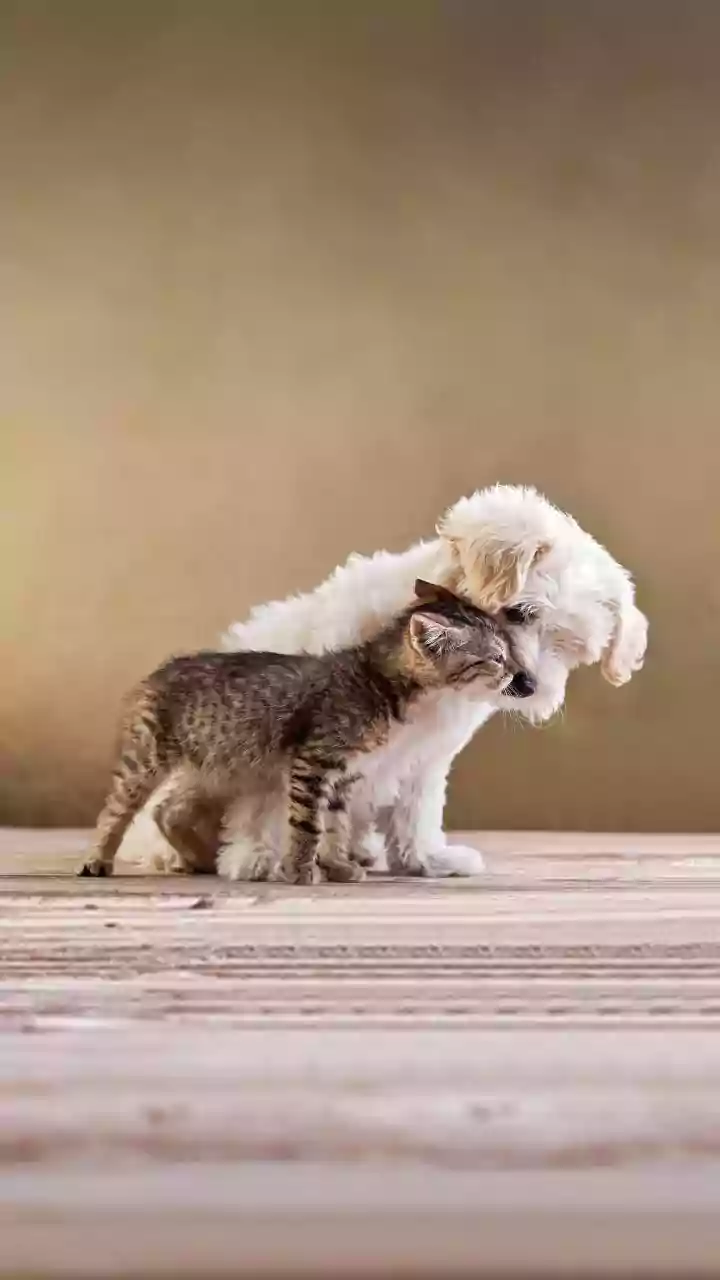 Heartwarming Tales: Animals Offering Unconditional Love and Support