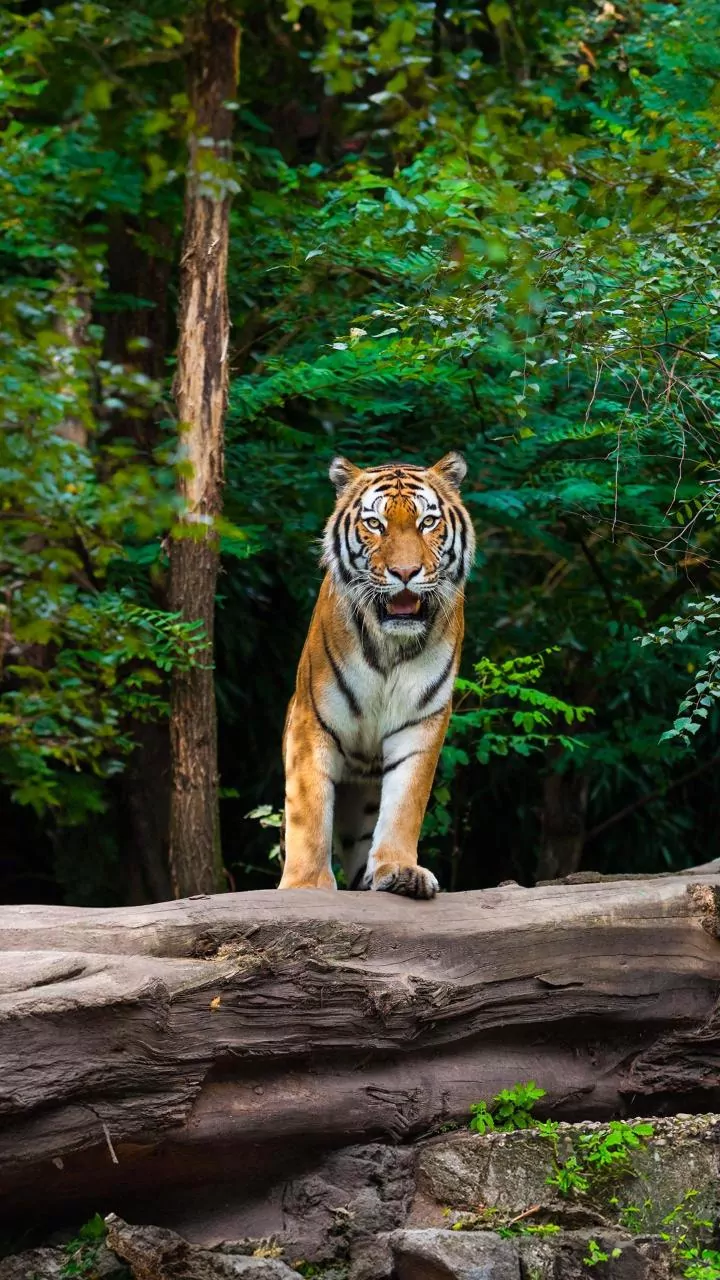 Chhattisgarh Tiger Population Doubles!