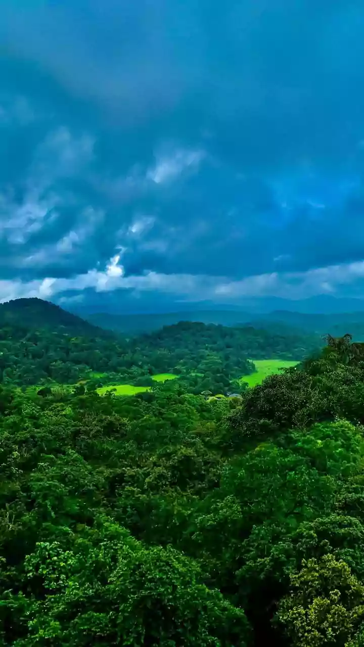 Coorg's Amphibian Wonders: Unveiling the Diverse World of 36 Frog Species