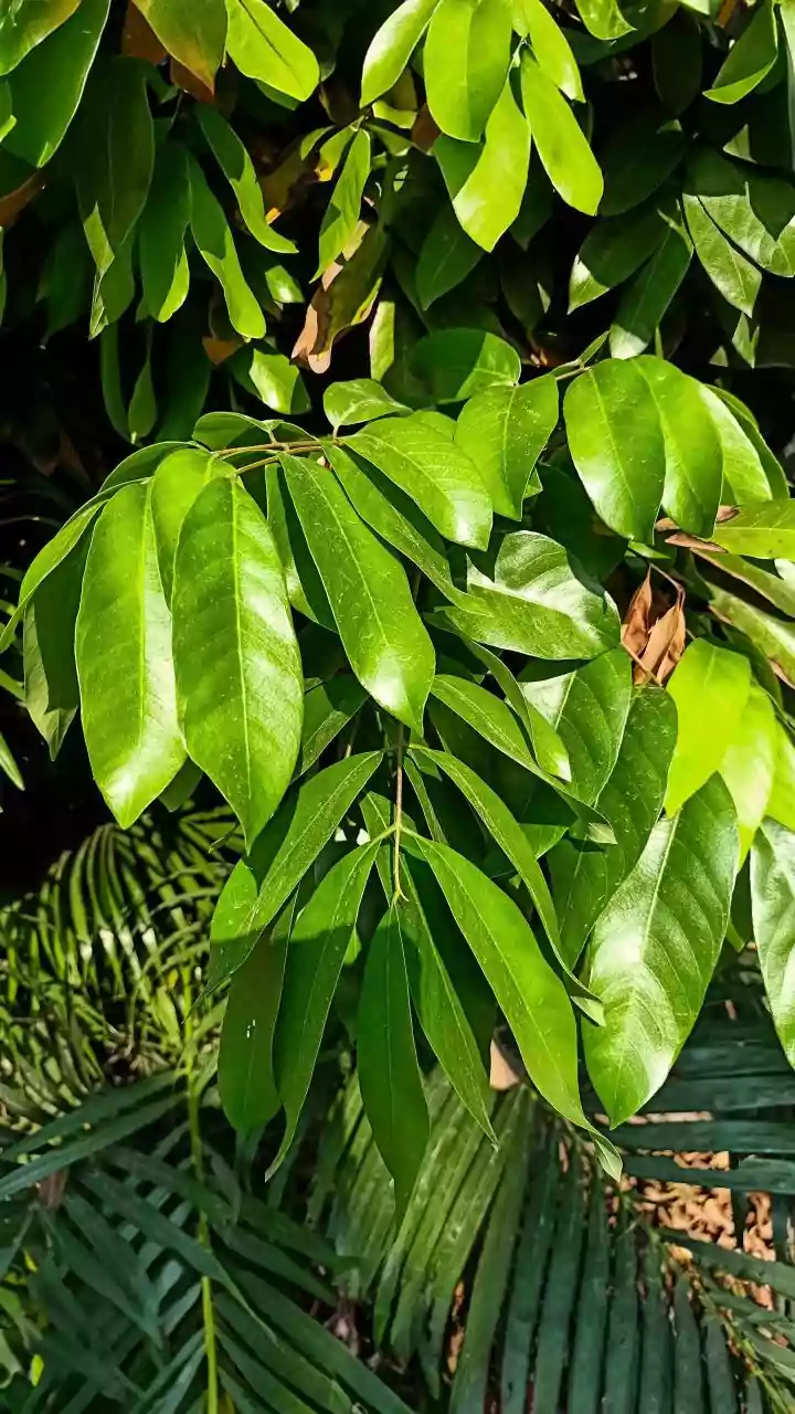 The August Pruning Window Adds Regional Climate to the August Plant Pruning Checklist