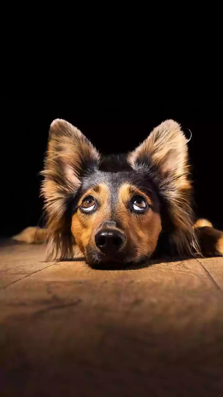 Check Floor-Cleaner Labels for Use Around Animals