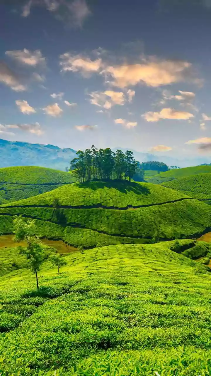 Secluded Domes In Munnar Offer Dream Romance Over Tea Plantations
