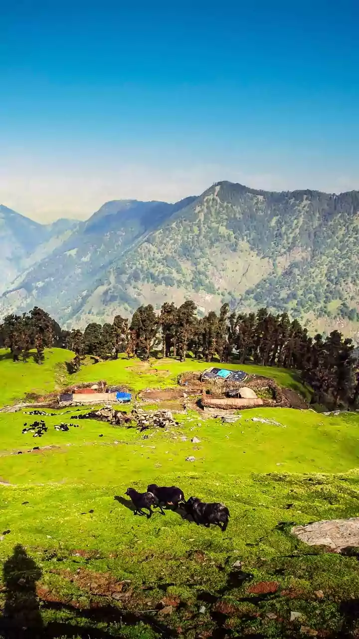 Uttarakhand govt to provide up to Rs 12,000 per month for sheltering stray cattle