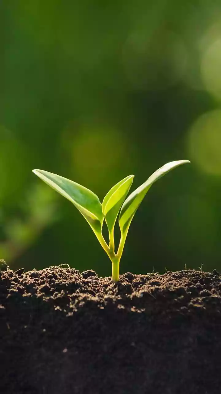 Microbial Soil Sensors Help Home Gardeners Avoid Overwatering Balcony Plants Daily