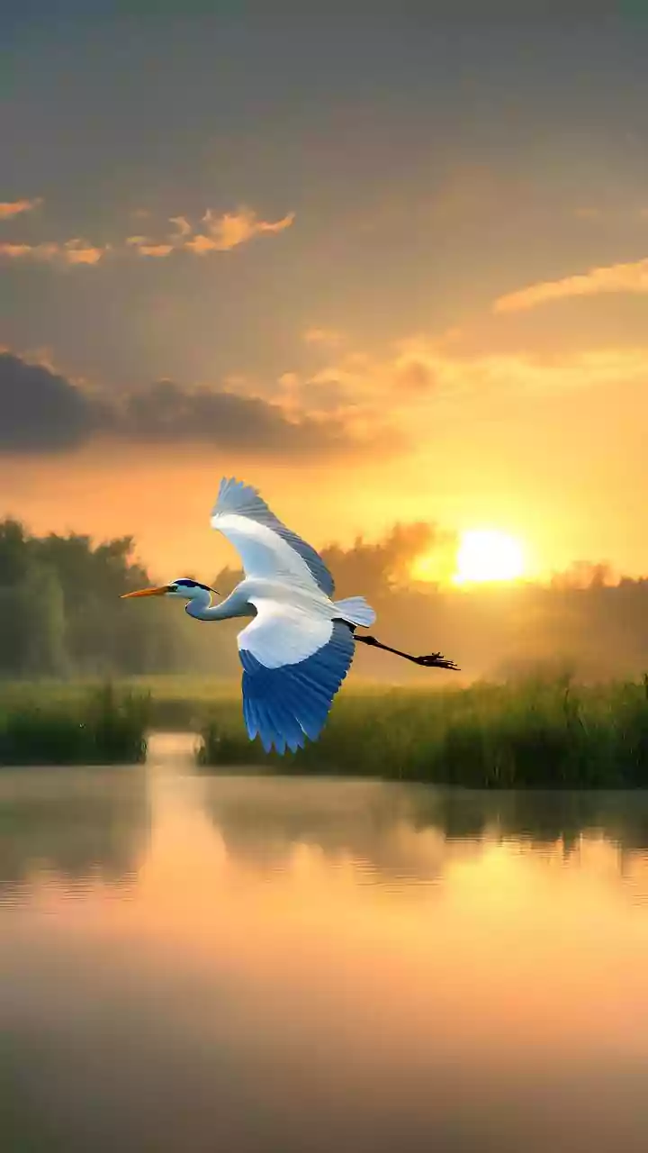 Global study finds over half of migratory bird species declining