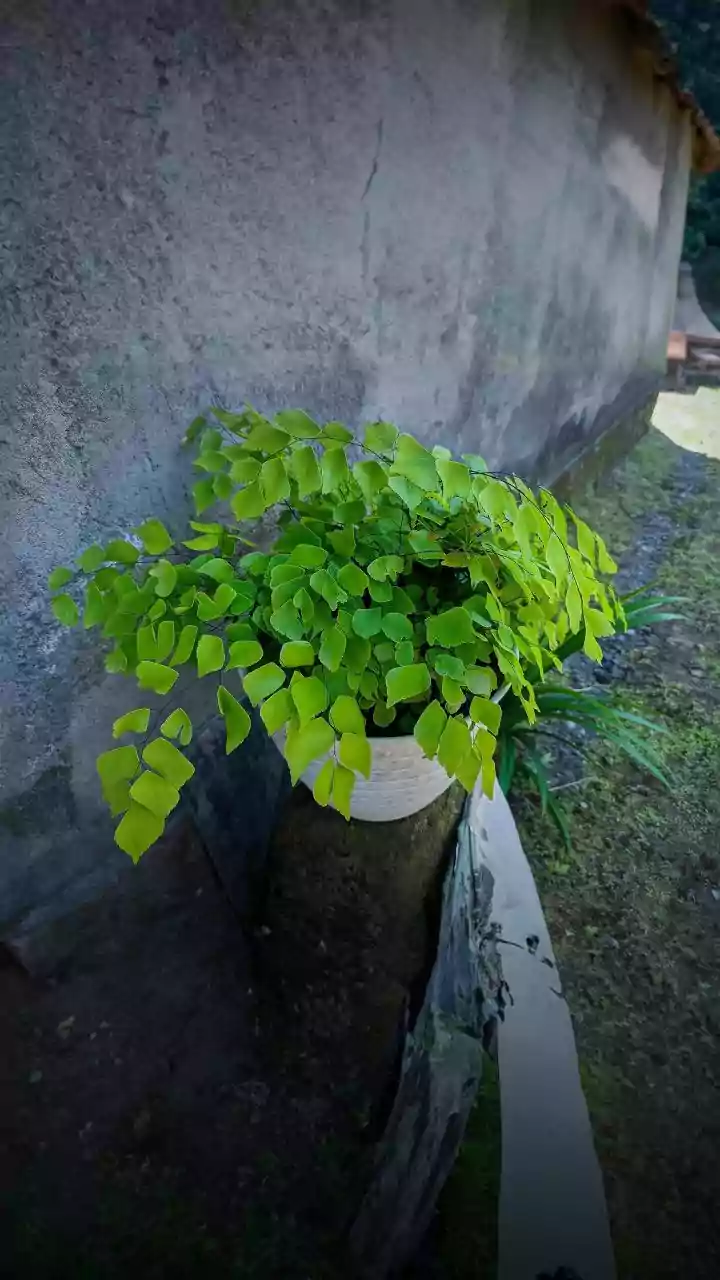 Generations of Winter Plants in India
