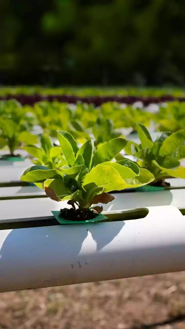 Indoor gardening 101: How to grow lettuce
