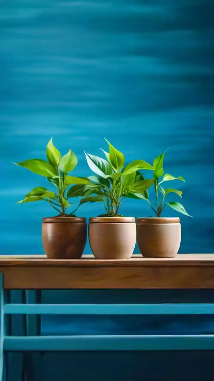 How to tell your plant needs more oxygen
