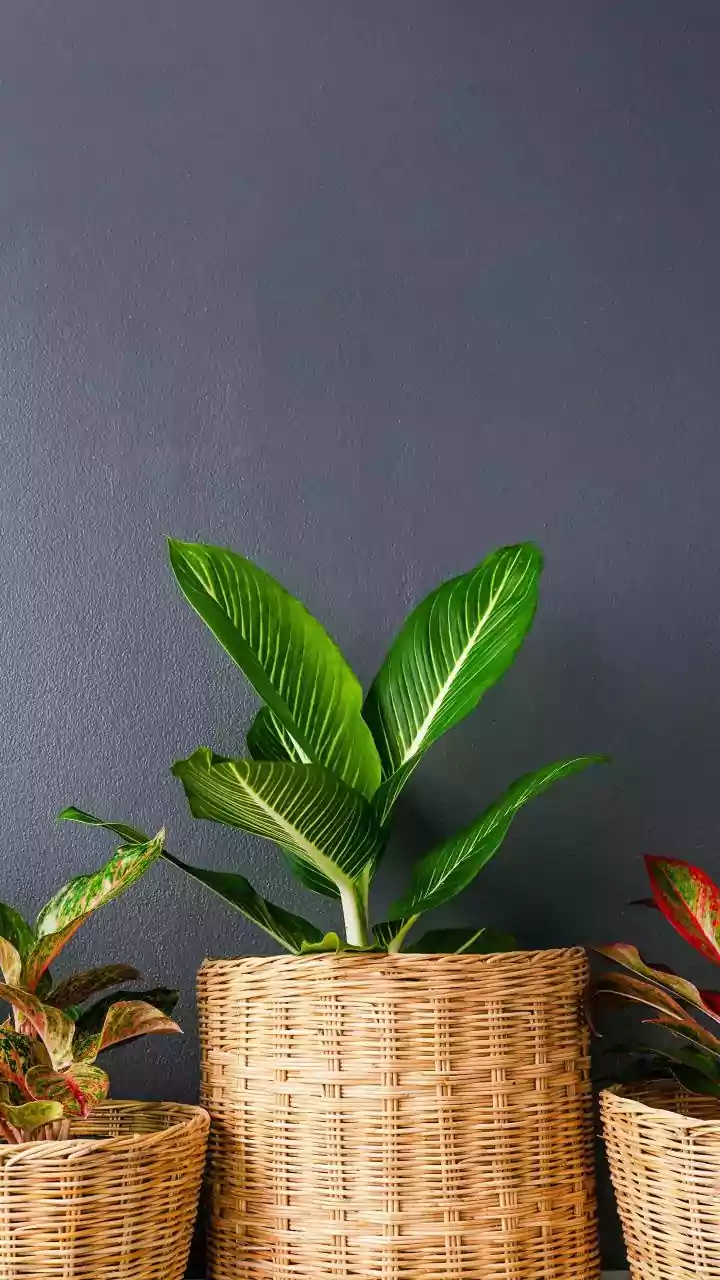 Decor Expert Tips: Using Woven Baskets To Display Indoor Houseplants With Style