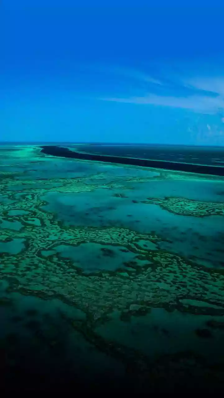 How Coral Thermal Resilience Research Aids In Repairing Degrading Global Reef Ecosystem Systems