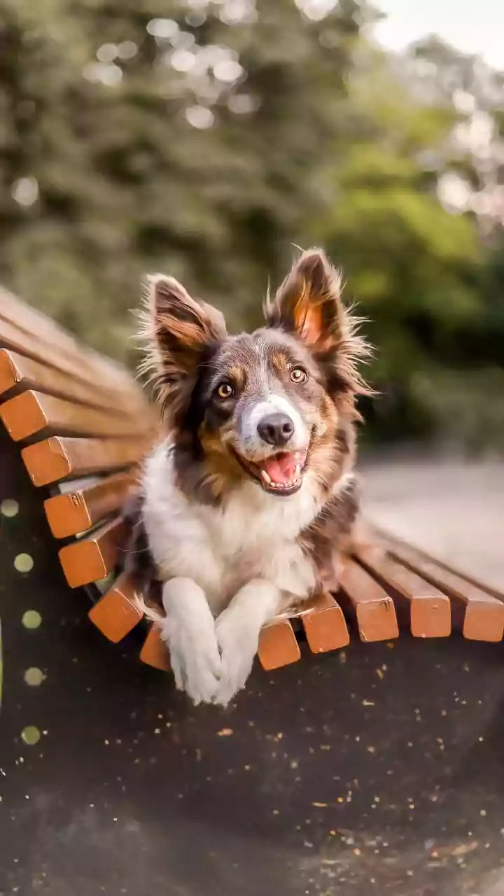 Why Balcony Paw Drying Rituals Keep Rain-Cloud Moisture From Spoiling Canine Foot Health