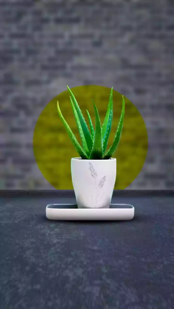 Daily Plant Care Can Create A Gentle Break From Screen-Heavy Routines