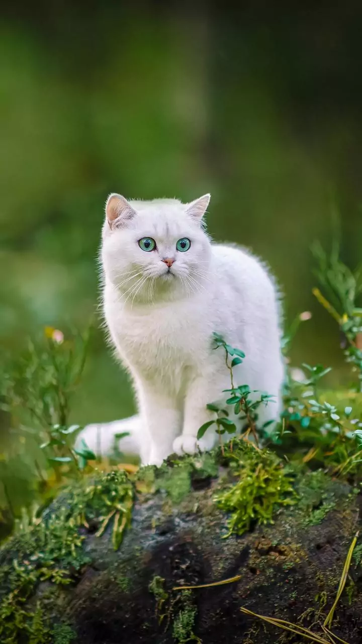 Sunday Explore feeds dominated by viral cat-dad reels