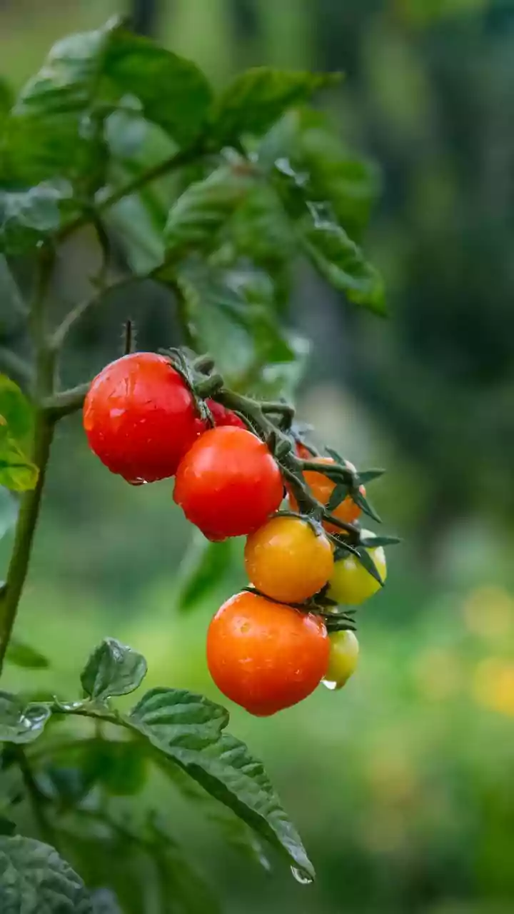 Kitchen Gardens Are Perfect For Monsoon Motivation