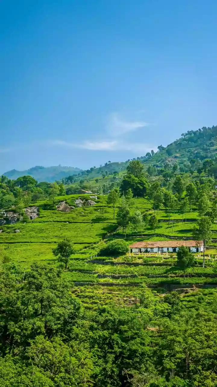Escape to Coorg: Unforgettable Homestays Await