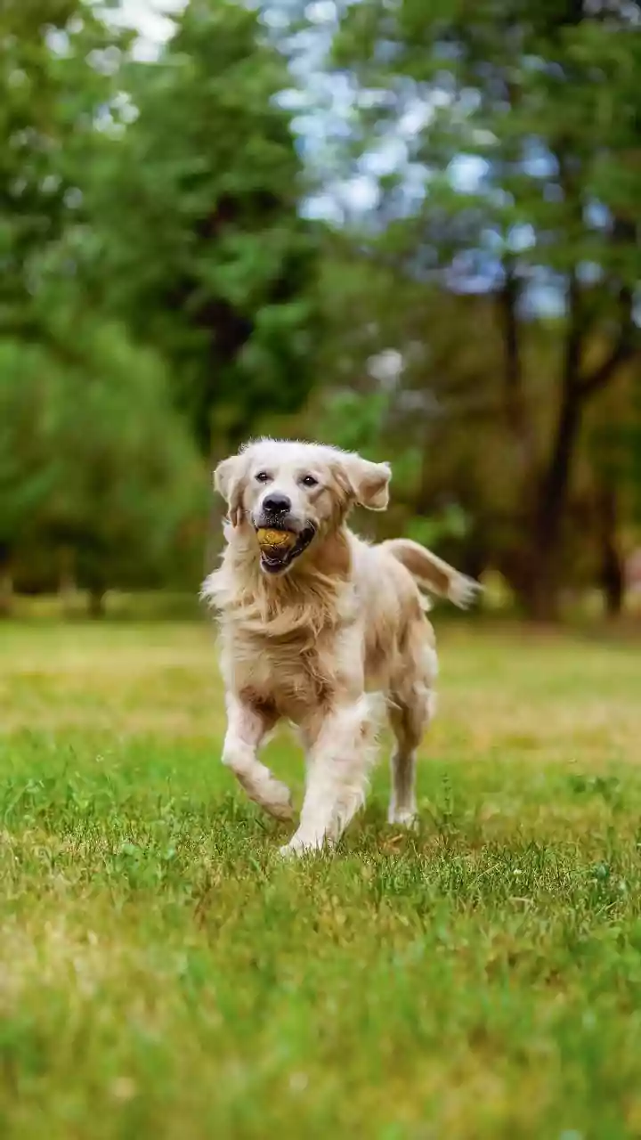Obesidade em pets: sintomas e cuidados para evitar a condição