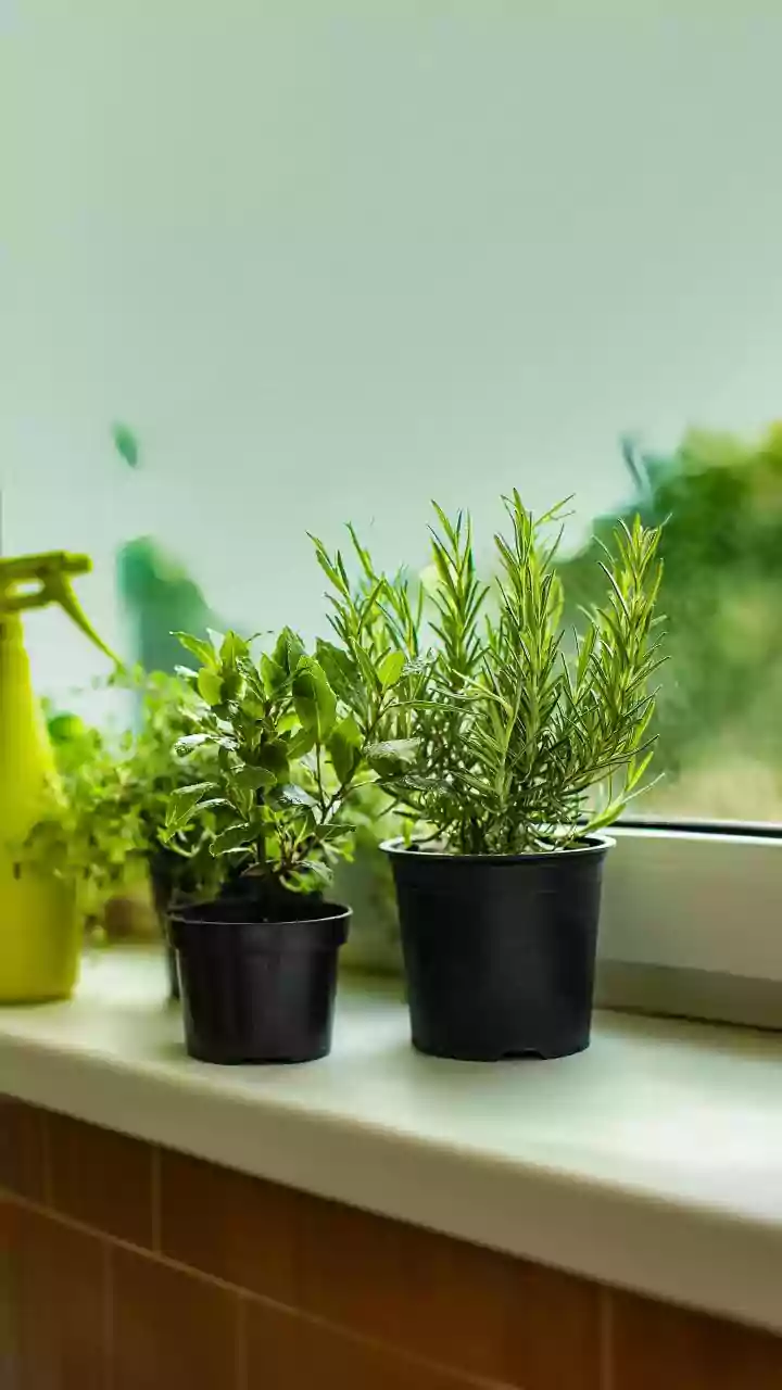 Small Homes Are Turning Counters Into Mini Gardens