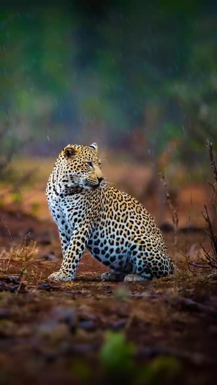 Indore News: Wandering Around Residential Areas, Leopard Safely Rescued From Sahara City