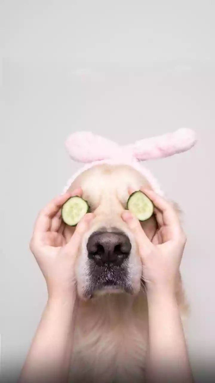 Delhi Dogs Get Luxury Aromatherapy Massages At Elite Pet Spas