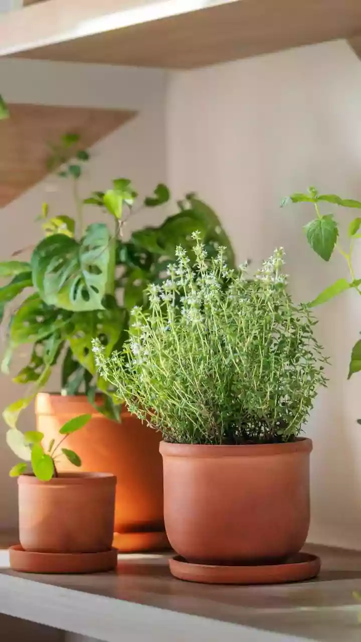 How to grow medicinal herbs at home