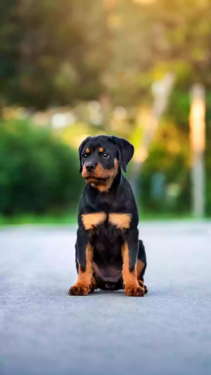 Bengaluru Rottweiler Attack: Owner Booked Following Mauling Incident