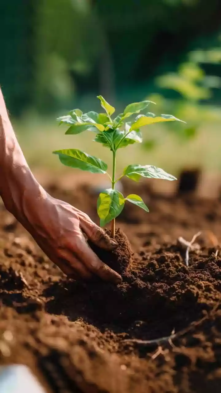Indian Cities Could Look Greener After Monsoon Drives
