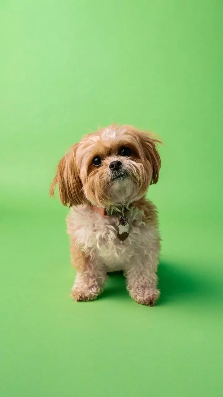 DNA Study On Why Large Dogs Age Faster: Scientists Compare Smaller And Larger Breeds