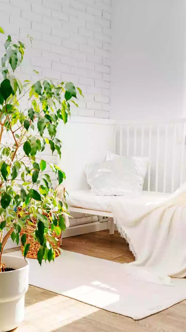 Simple Indoor Gardening Tips How To Keep Low-Light Houseplants Growing Strong In Small Rooms