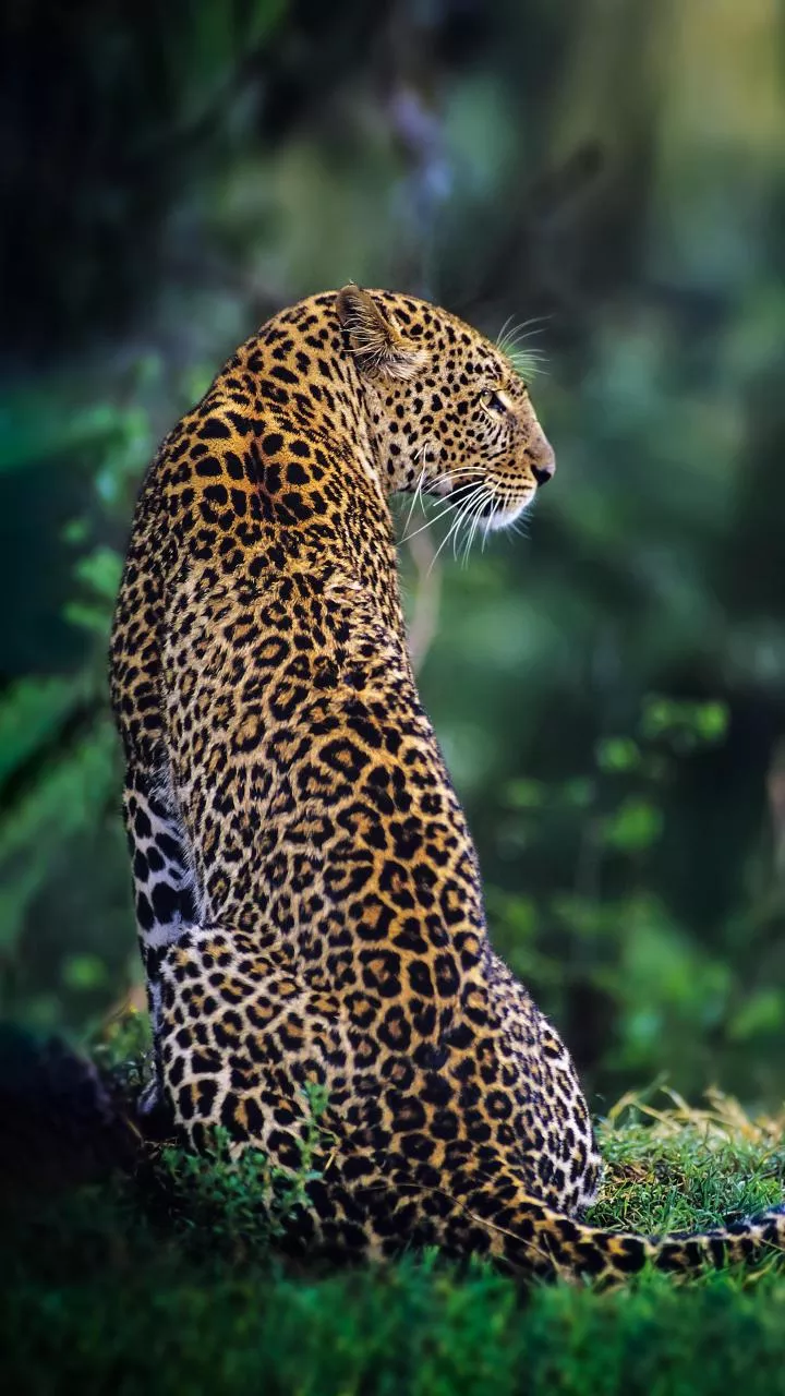 Junnar MLA Sonawane wears leopard costume to draw attention to growing problem