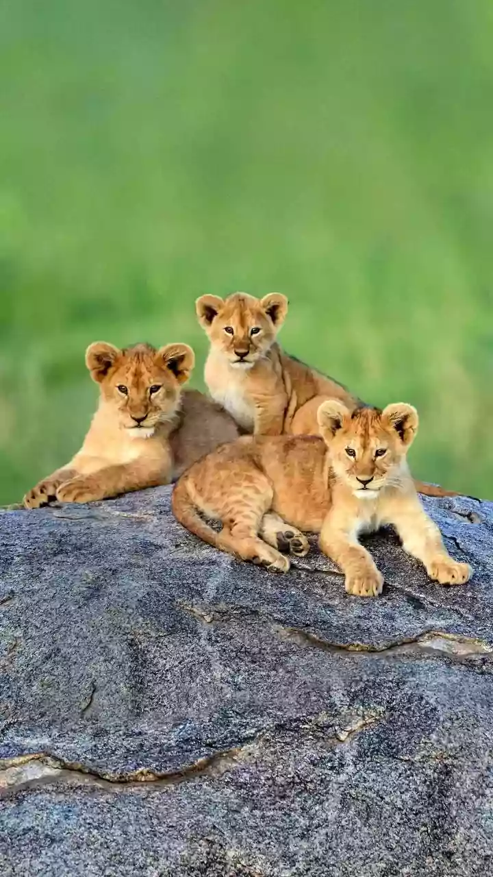 Rise And Roar: This Hotel Sends Lion Cubs To Get You Out Of Bed In The Morning