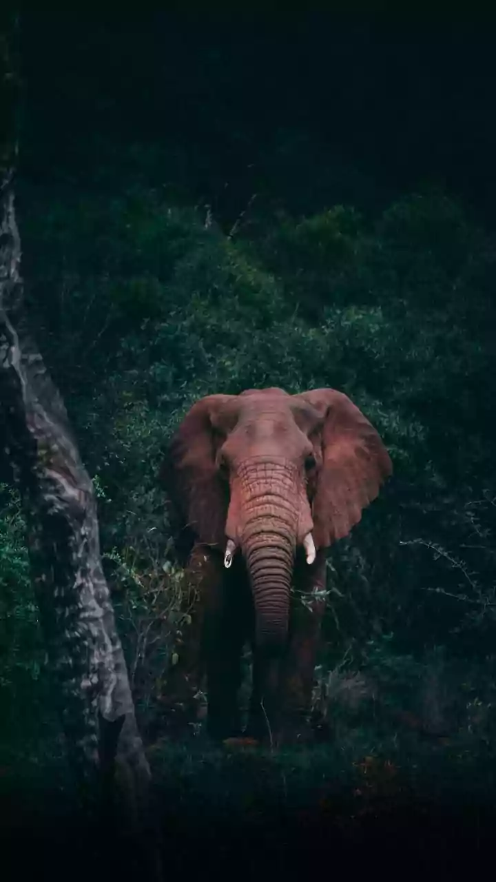 Jharkhand: 5 killed in elephant attacks in 24 hours