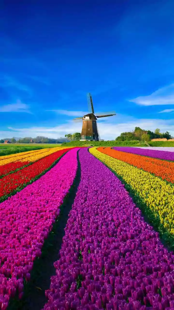 Why Uber is facing $966M fine in the Netherlands