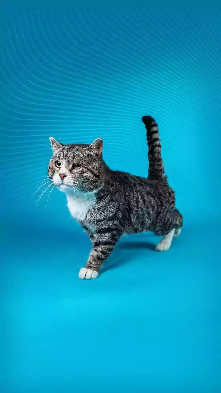 Convert your pet's still images into animated videos with AI