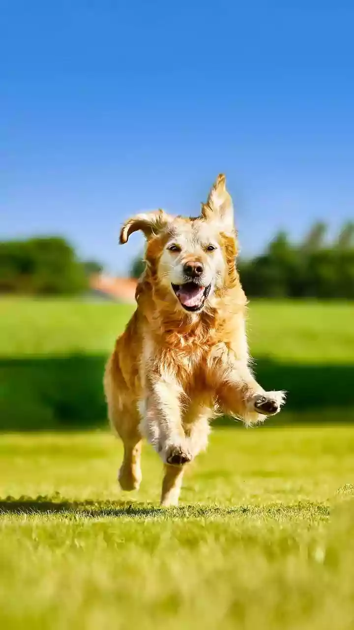 Why Mindful Pet Wellness Routines Overperformed Traditional Veterinary Markets