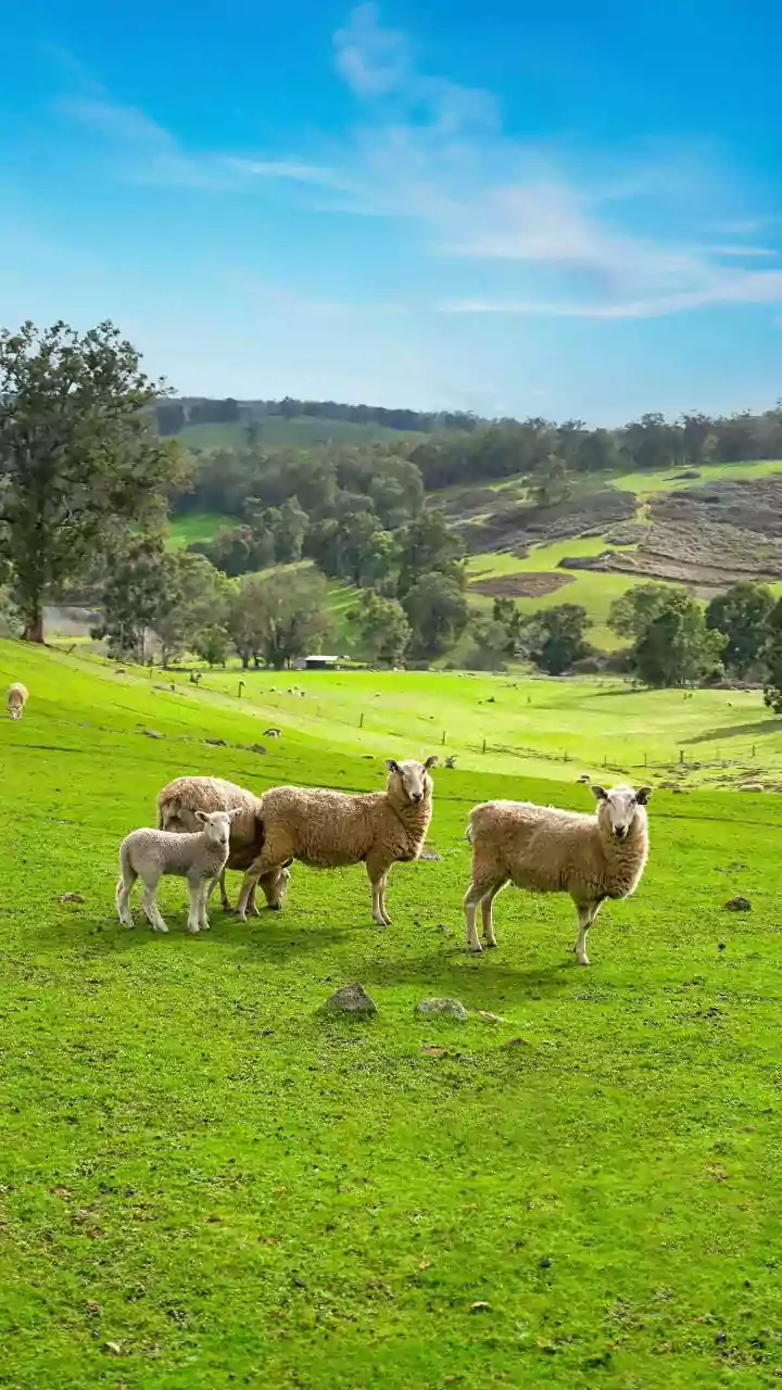 Volkswagen Uses 100 Sheep To Maintain Grass Beneath 31,000 Solar Panels