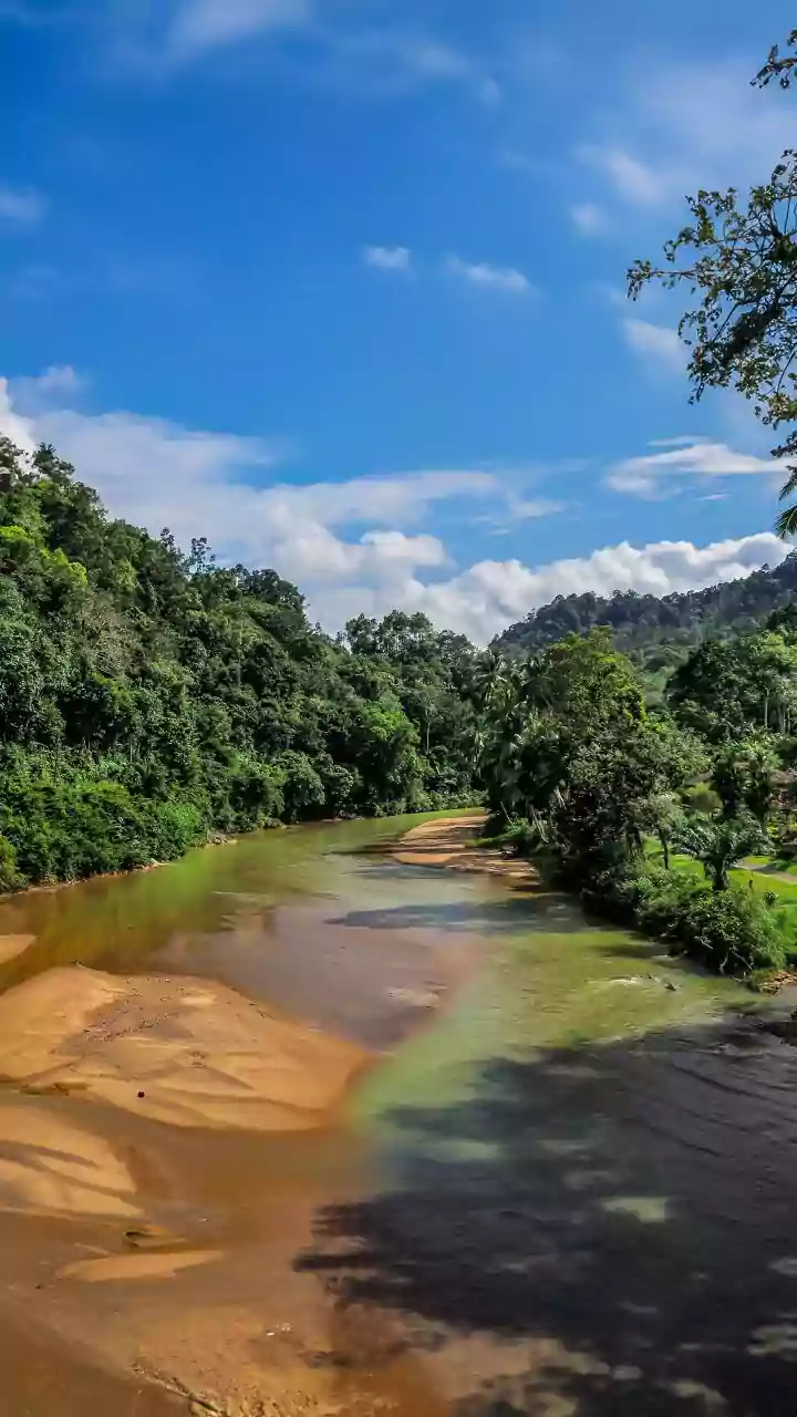 South Andaman's Rainforest Birding Trail: Nature Travellers Can Compare Guide Quality and Rain Readiness before Booking a Rainforest Birding Break