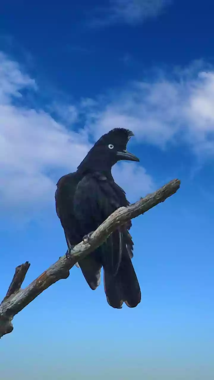 Ravens: Intelligent Birds, Amazing Planners