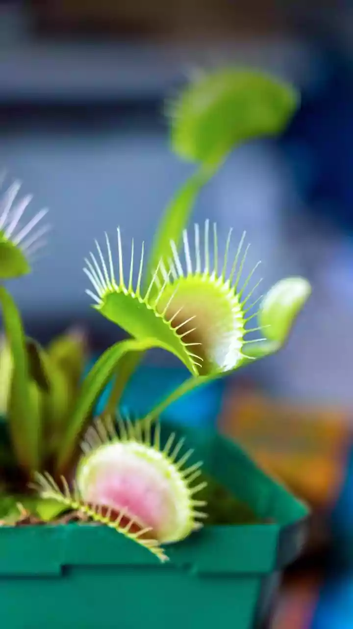 Nature's Predators: 7 Fascinating Carnivorous Plants That Feast on Insects