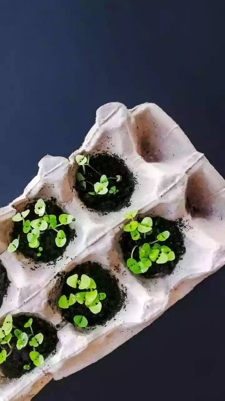 Monsoon Gardening Inspires More Young Indians To Grow Herbs At Home