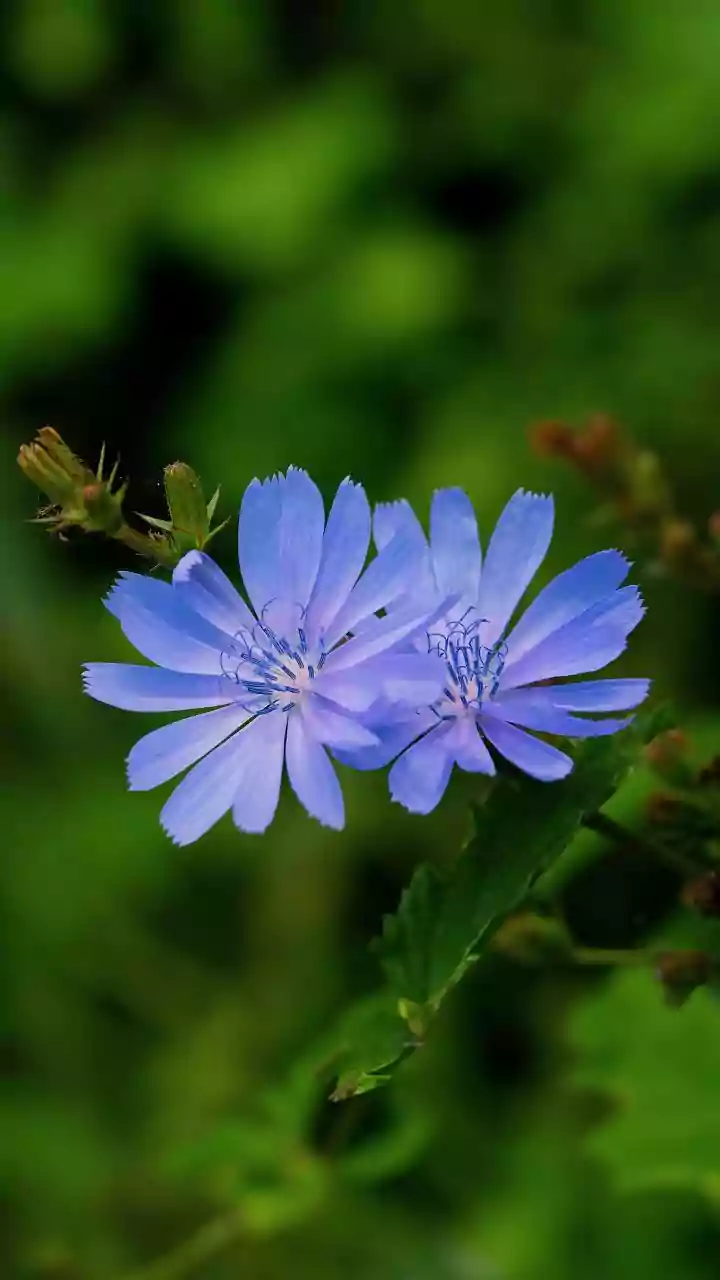 Chicory: Unlocking Gut Health and Metabolic Wonders