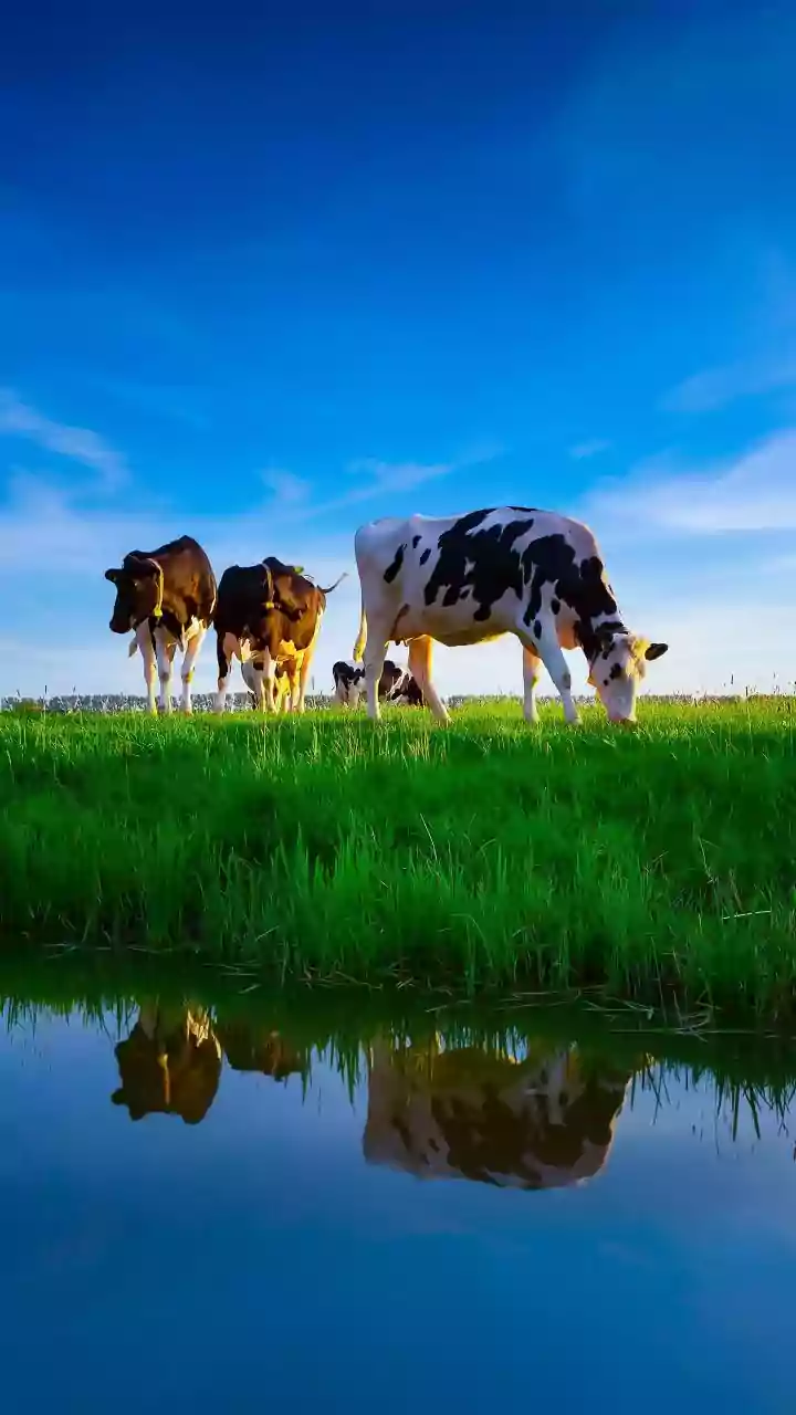 Why Humidity Can Make Extreme Heat Harder For Dairy Animals