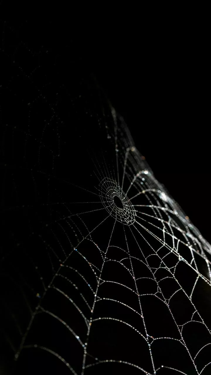 Se você vir uma aranha de pernas compridas em qualquer canto da sua casa, nós lhe diremos o que isso significa de acordo com o Feng Shui