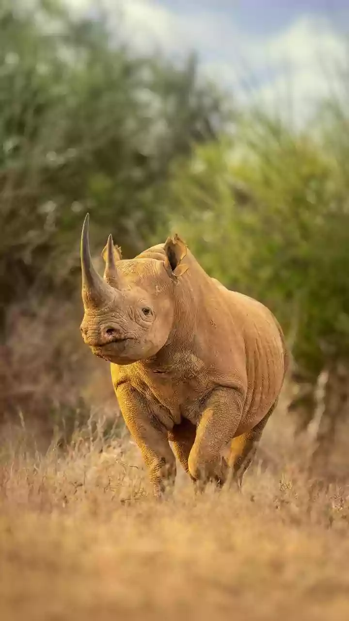 World Rhino Day 2026: India’s Latest Rhino Population, State-Wise Data