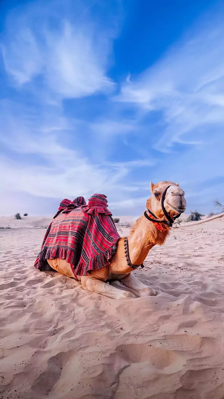 Early chill spikes desert safari bookings across Rajasthan